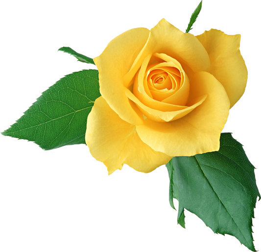 It's All Coming Up Roses